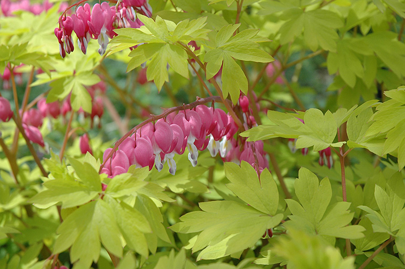 Gold Heart Bleeding Heart (Dicentra spectabilis 'Gold Heart') at Longfellow's Greenhouses