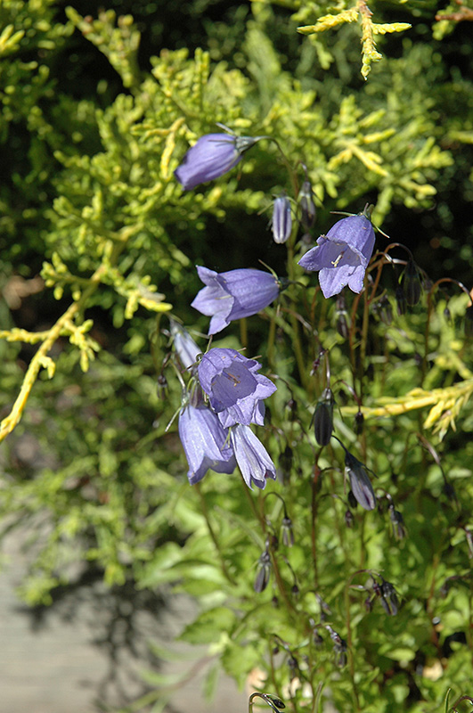 Bavaria Blue Creeping Bellflower (Campanula cochleariifolia 'Bavaria Blue') at Longfellow's Greenhouses