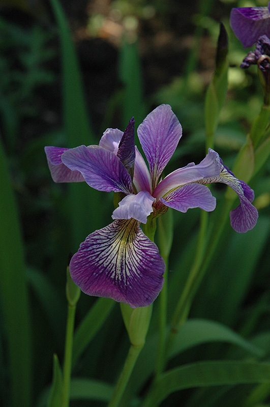 Blue Flag Iris (Iris versicolor) at Longfellow's Greenhouses