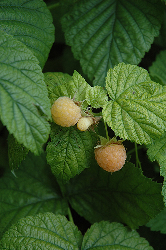 Fall Gold Raspberry (Rubus 'Fall Gold') at Longfellow's Greenhouses