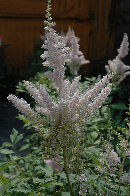 Milk and Honey Astilbe (Astilbe chinensis 'Milk and Honey') at Longfellow's Greenhouses