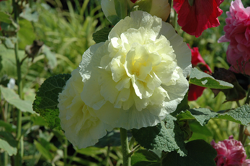 Chater's Double Yellow Hollyhock (Alcea rosea 'Chater's Double Yellow') at Longfellow's Greenhouses