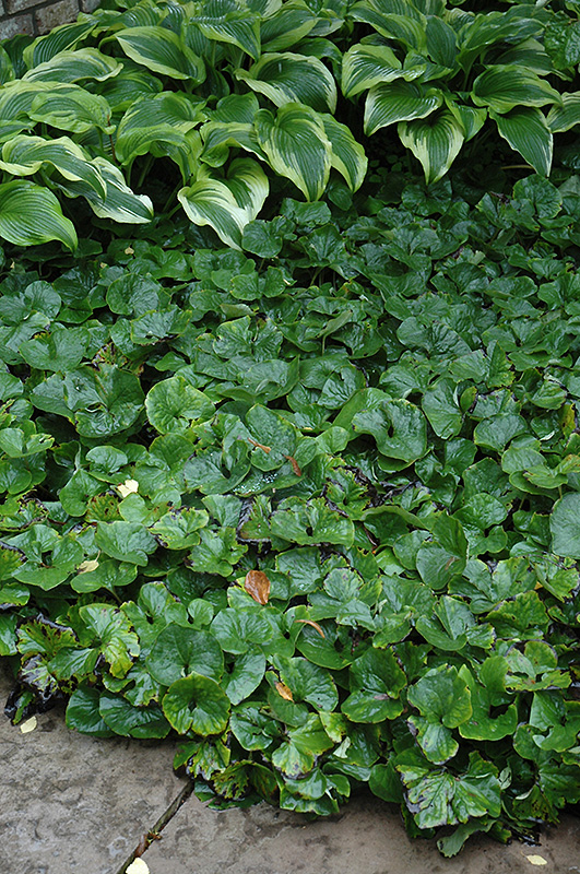 Canadian Wild Ginger (Asarum canadense) at Longfellow's Greenhouses
