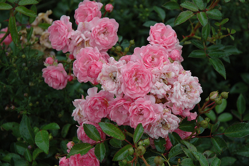 The Fairy Rose (Rosa 'The Fairy') at Longfellow's Greenhouses