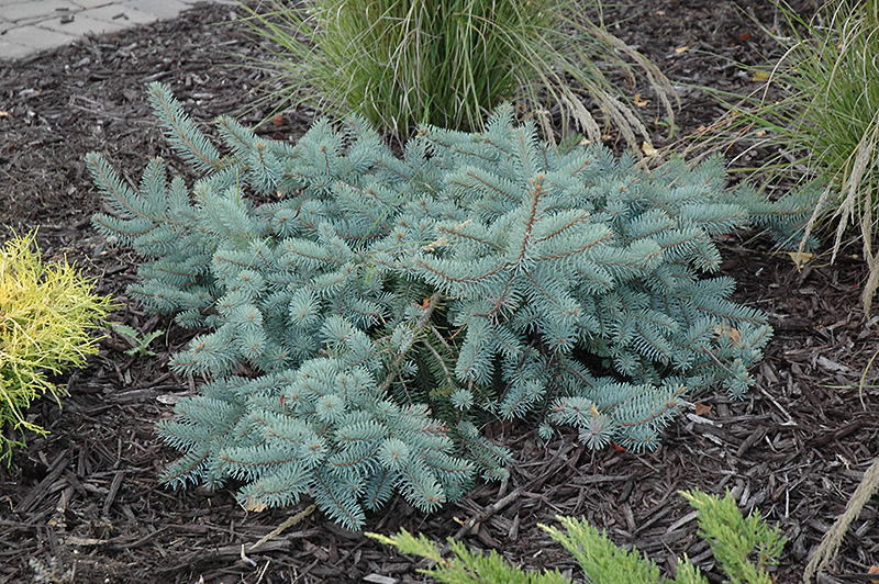 Procumbens Spruce (Picea pungens 'Procumbens') at Longfellow's Greenhouses