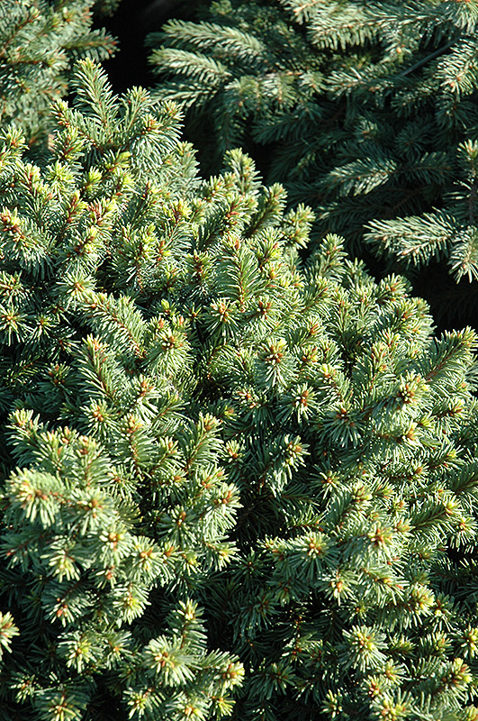 Lanham's Beehive Spruce (Picea abies 'Lanham's Beehive') at Longfellow's Greenhouses