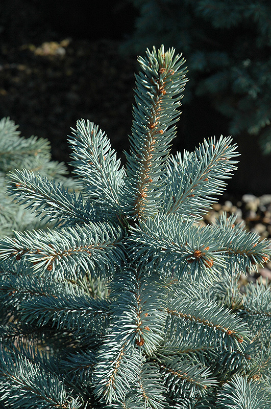 Baby Blue Eyes Spruce (Picea pungens 'Baby Blue Eyes') at Longfellow's Greenhouses
