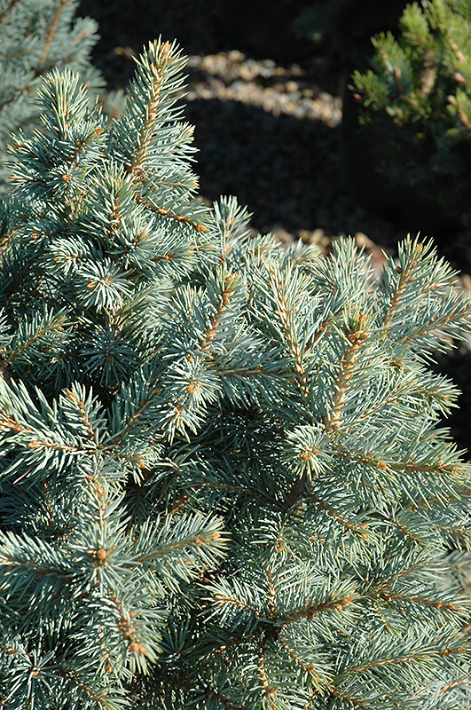 Sester Dwarf Blue Spruce (Picea pungens 'Sester Dwarf') at Longfellow's Greenhouses