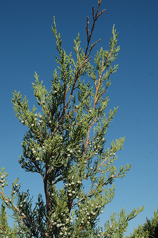 Hetz Columnar Juniper (Juniperus chinensis 'Hetz Columnar') at Longfellow's Greenhouses