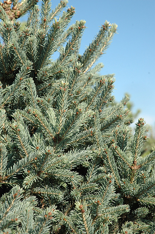 Yukon Blue Spruce (Picea glauca 'Yukon Blue') at Longfellow's Greenhouses