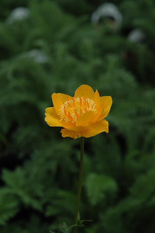 Earliest Of All Globeflower (Trollius x cultorum 'Earliest Of All') at Longfellow's Greenhouses