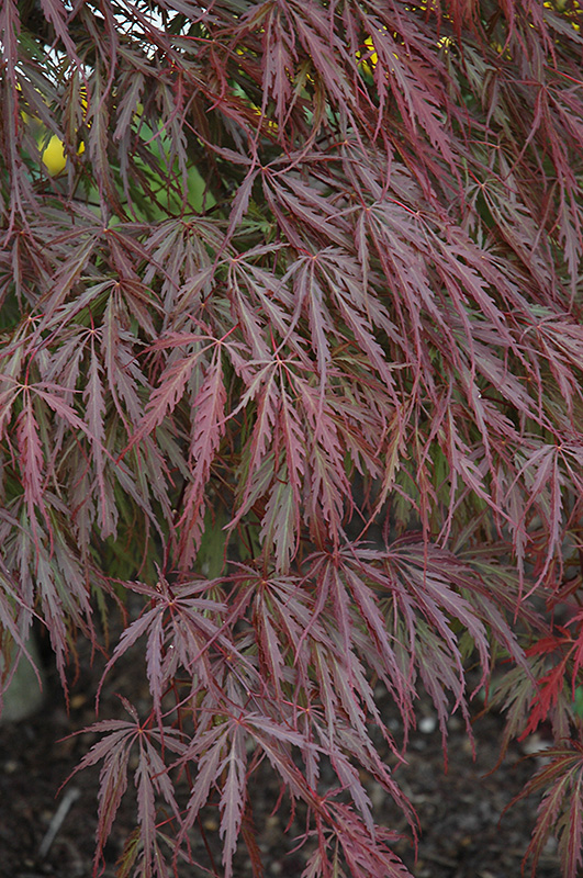 Tamukeyama Japanese Maple (Acer palmatum 'Tamukeyama') at Longfellow's Greenhouses