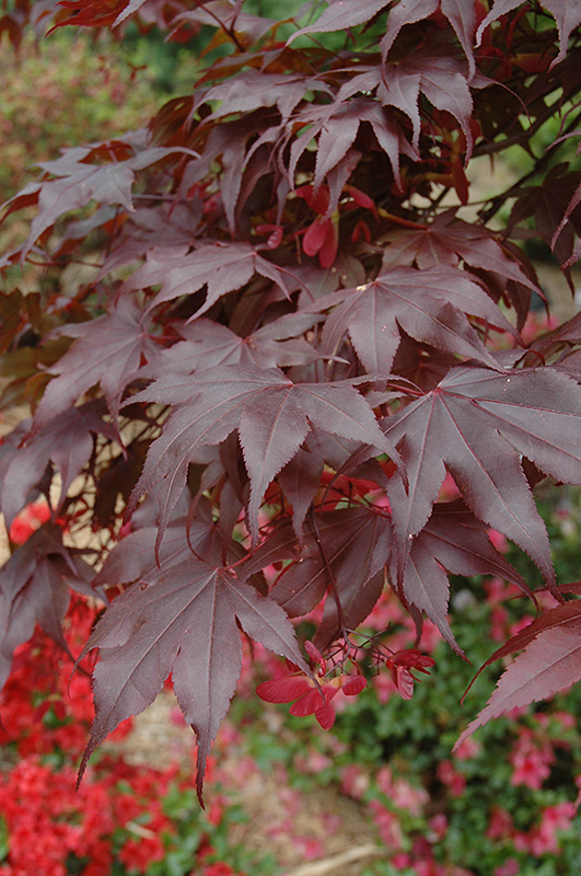 Bloodgood Japanese Maple (Acer palmatum 'Bloodgood') at Longfellow's Greenhouses