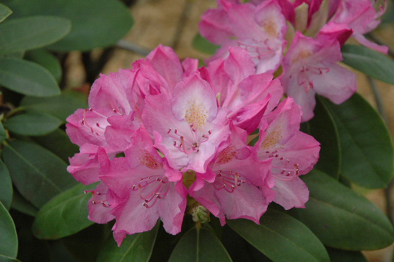 English Roseum Rhododendron (Rhododendron catawbiense 'English Roseum') at Longfellow's Greenhouses