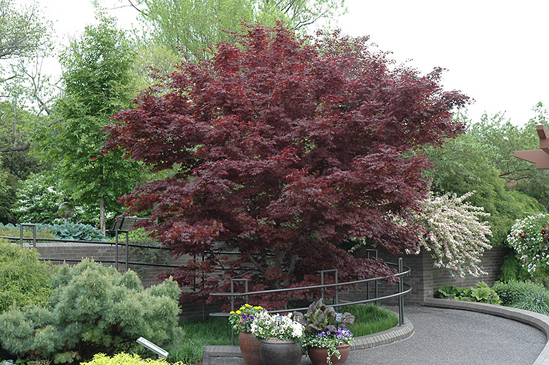 Bloodgood Japanese Maple (Acer palmatum 'Bloodgood') at Longfellow's Greenhouses
