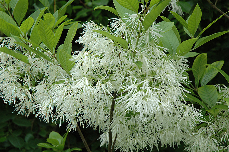 White Fringetree (Chionanthus virginicus) at Longfellow's Greenhouses