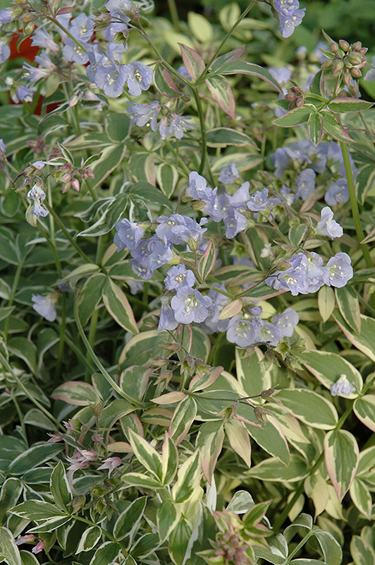 Touch Of Class Jacob's Ladder (Polemonium reptans 'Touch Of Class') at Longfellow's Greenhouses
