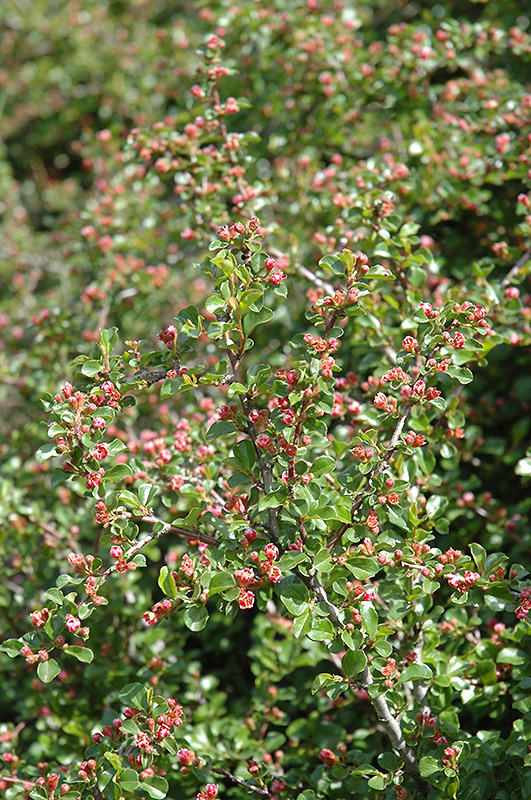 Cranberry Cotoneaster (Cotoneaster apiculatus) at Longfellow's Greenhouses