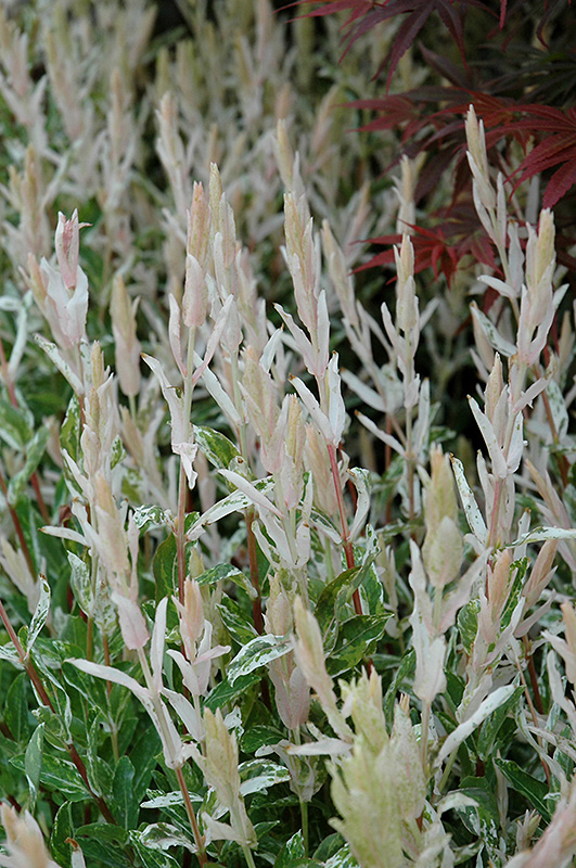 Tricolor Willow (Salix integra 'Hakuro Nishiki') at Longfellow's Greenhouses