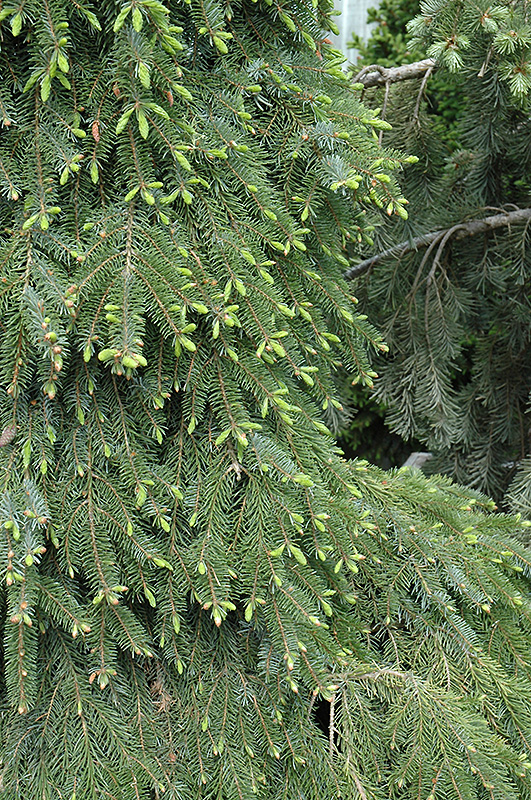 Bruns Weeping Spruce (Picea omorika 'Pendula Bruns') at Longfellow's Greenhouses
