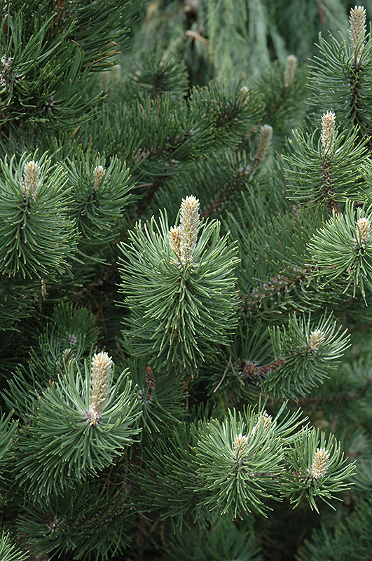 Oregon Green Austrian Pine (Pinus nigra 'Oregon Green') at Longfellow's Greenhouses