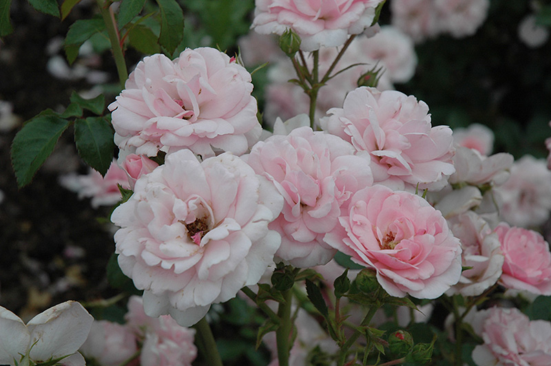 Bonica Rose (Rosa 'Meidomonac') at Longfellow's Greenhouses