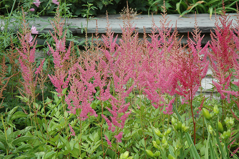 Visions in Pink Chinese Astilbe (Astilbe chinensis 'Visions in Pink') at Longfellow's Greenhouses