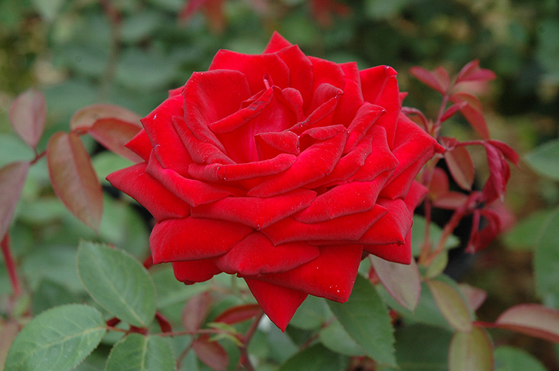 Kashmir Rose (Rosa 'Kashmir') at Longfellow's Greenhouses