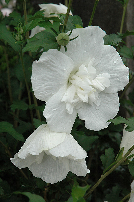 White Chiffon Rose of Sharon (Hibiscus syriacus 'Notwoodtwo') at Longfellow's Greenhouses