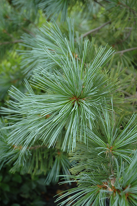 Vanderwolf's Pyramid Pine (Pinus flexilis 'Vanderwolf's Pyramid') at Longfellow's Greenhouses