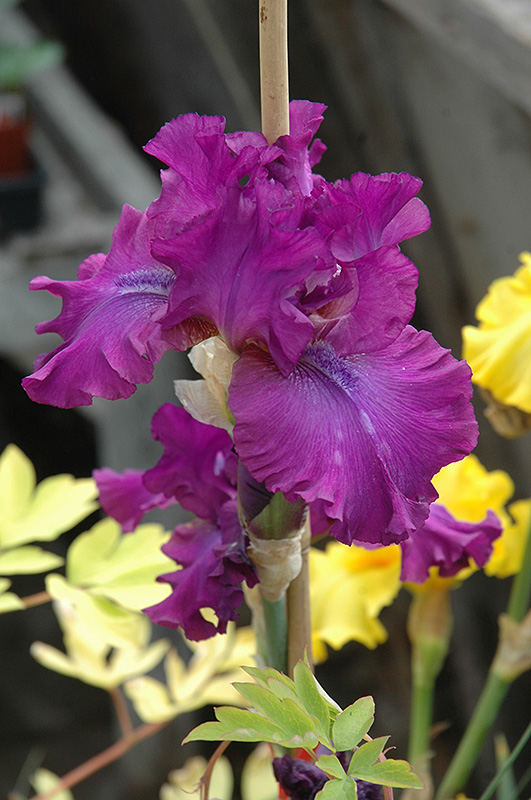 Swingtown Iris (Iris 'Swingtown') at Longfellow's Greenhouses