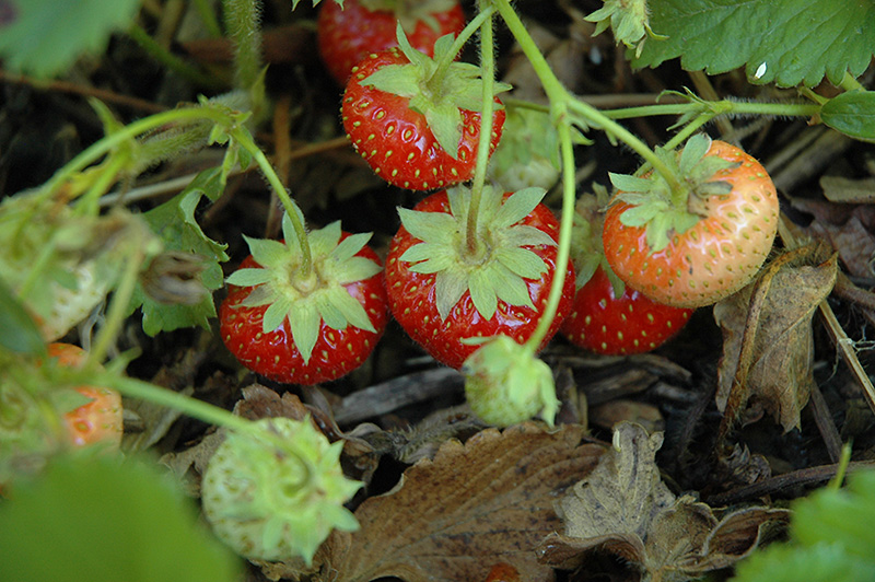 Common Wild Strawberry (Fragaria virginiana) at Longfellow's Greenhouses