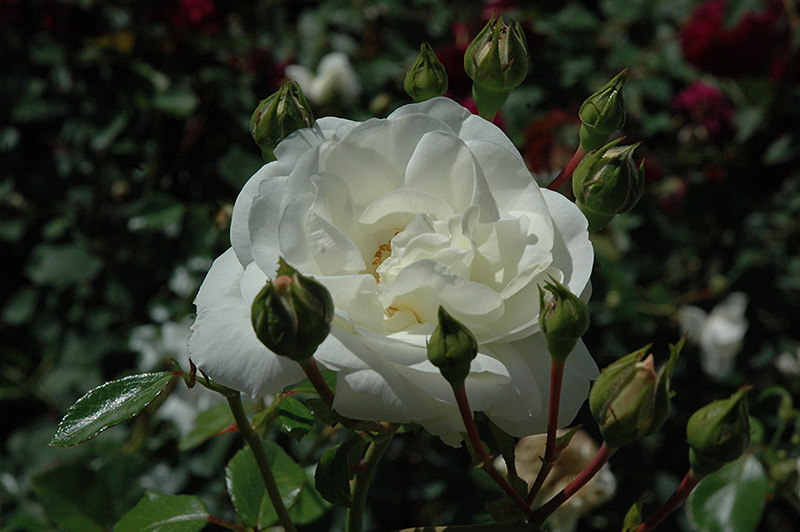White Dawn Rose (Rosa 'White Dawn') at Longfellow's Greenhouses