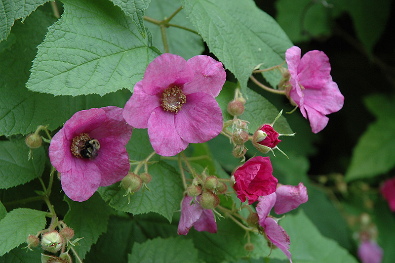 Flowering Raspberry (Rubus odoratus) at Longfellow's Greenhouses