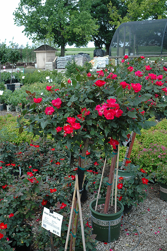 Knock Out Rose Tree (Rosa 'Radrazz') at Longfellow's Greenhouses