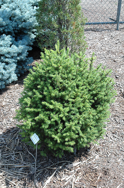 Sherwood Compact Norway Spruce (Picea abies 'Sherwood Compact') at Longfellow's Greenhouses