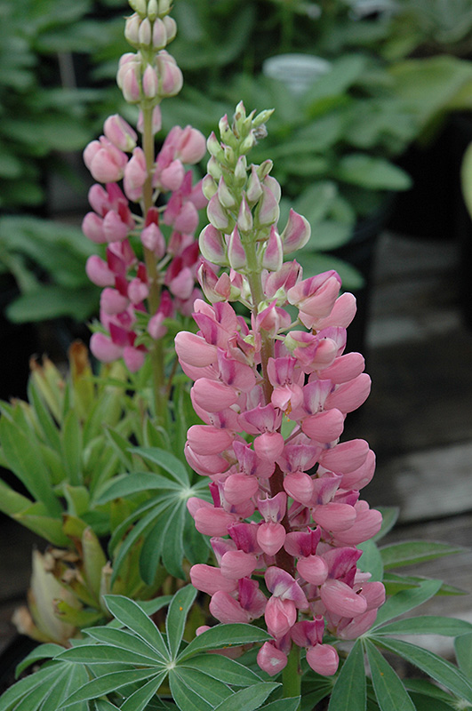 Gallery Pink Lupine (Lupinus 'Gallery Pink') at Longfellow's Greenhouses
