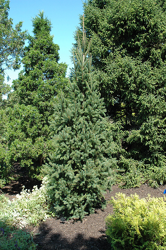 Columnar Norway Spruce (Picea abies 'Cupressina') at Longfellow's Greenhouses
