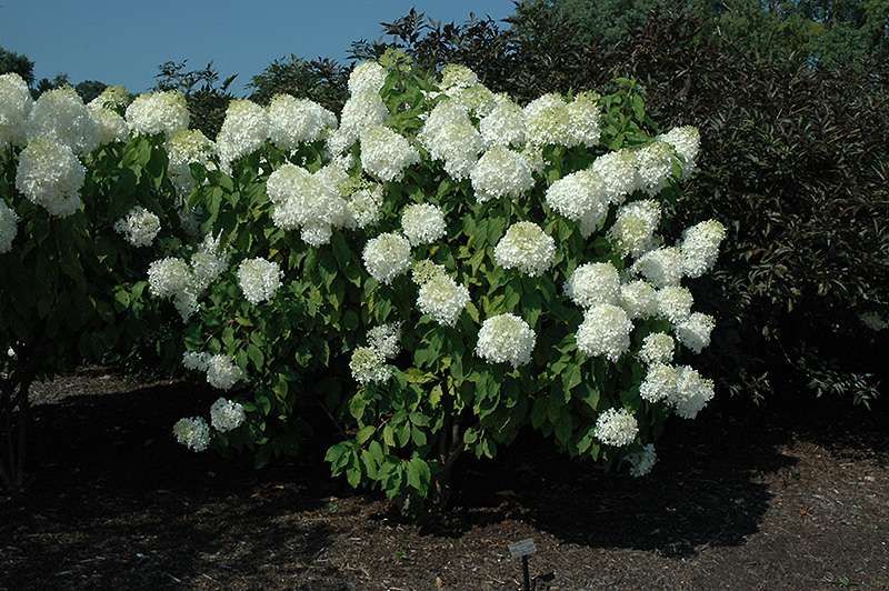 Phantom Hydrangea (Hydrangea paniculata 'Phantom') at Longfellow's Greenhouses