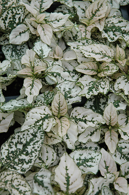 Splash Select White Polka Dot Plant (Hypoestes phyllostachya 'Splash Select White') at Longfellow's Greenhouses