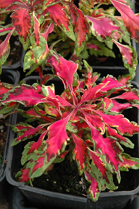 Pink Chaos Coleus (Solenostemon scutellarioides 'Pink Chaos') at Longfellow's Greenhouses