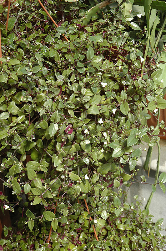 Bridal Veil Spiderwort (Tradescantia 'Bridal Veil') at Longfellow's Greenhouses