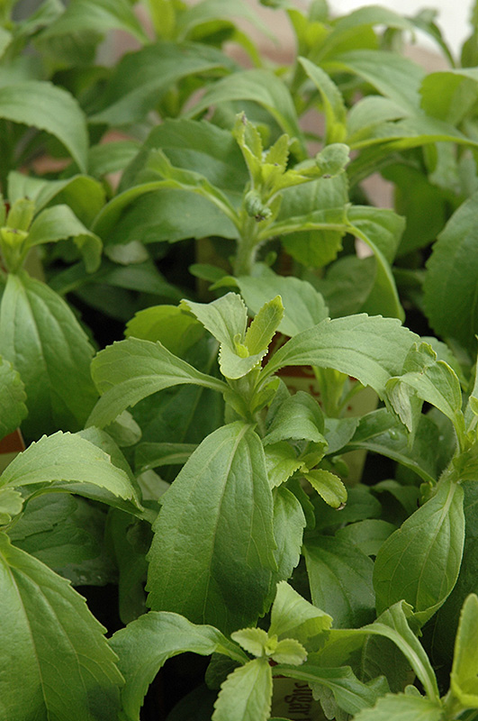 Sweetleaf (Stevia rebaudiana) at Longfellow's Greenhouses