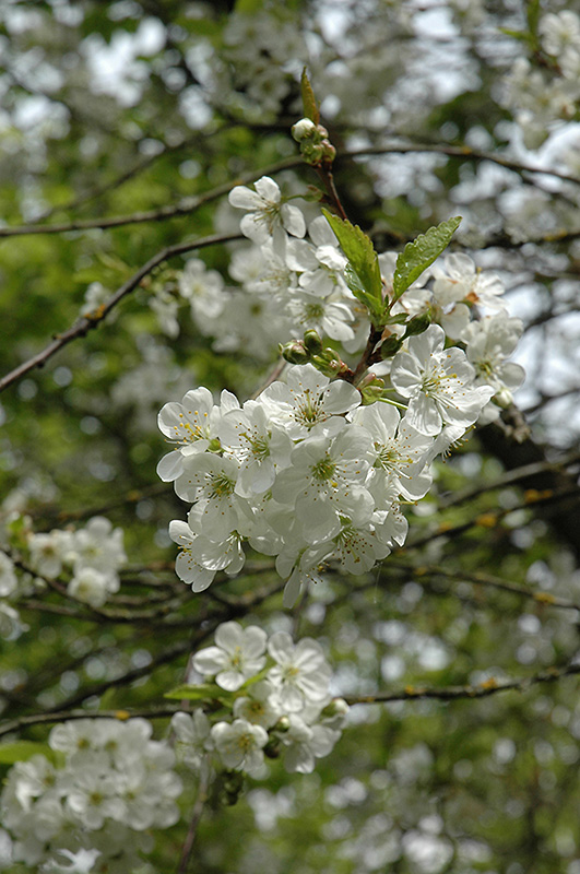 Northstar Cherry (Prunus 'Northstar') at Longfellow's Greenhouses