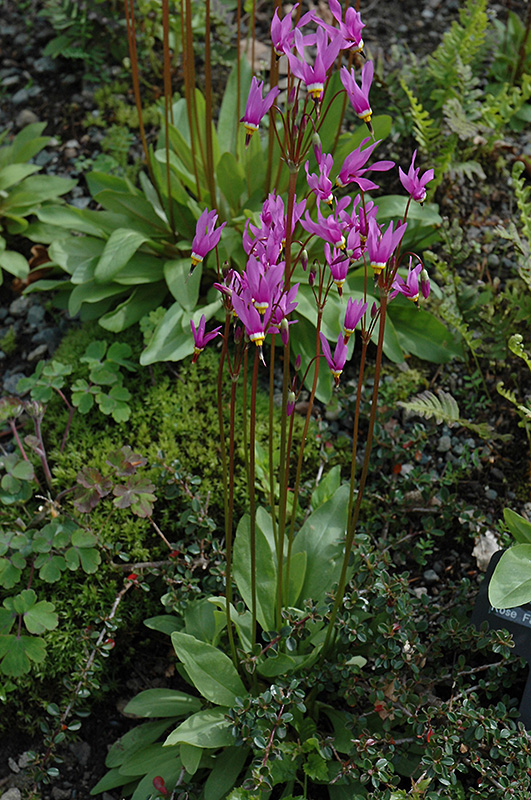Shooting Star (Dodecatheon meadia) at Longfellow's Greenhouses
