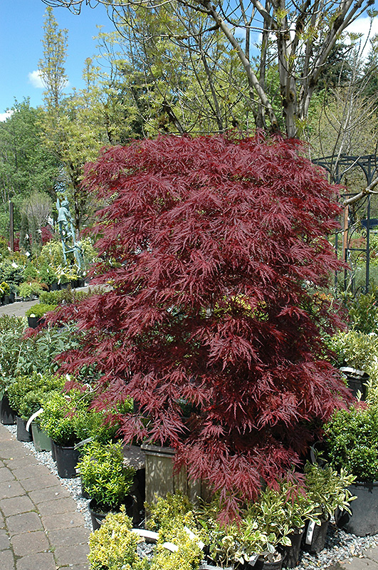 Red Dragon Japanese Maple (Acer palmatum 'Red Dragon') at Longfellow's Greenhouses