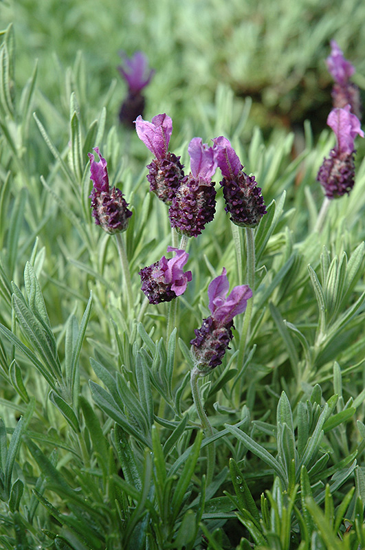 Anouk Spanish Lavender (Lavandula stoechas 'Anouk') at Longfellow's Greenhouses