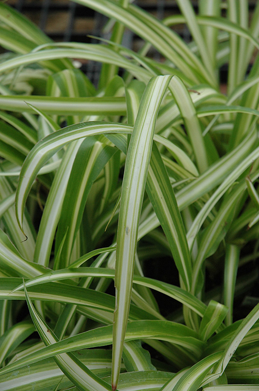 Spider Plant (Chlorophytum comosum) at Longfellow's Greenhouses
