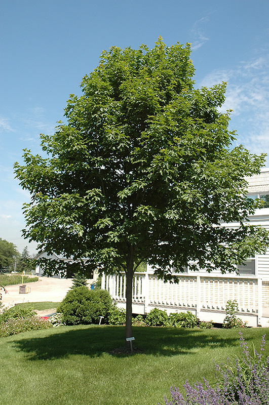 Fall Fiesta Sugar Maple (Acer saccharum 'Bailsta') at Longfellow's Greenhouses