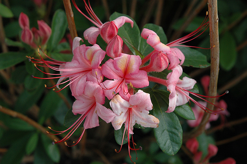 Pink And Sweet Azalea (Rhododendron 'Pink And Sweet') at Longfellow's Greenhouses